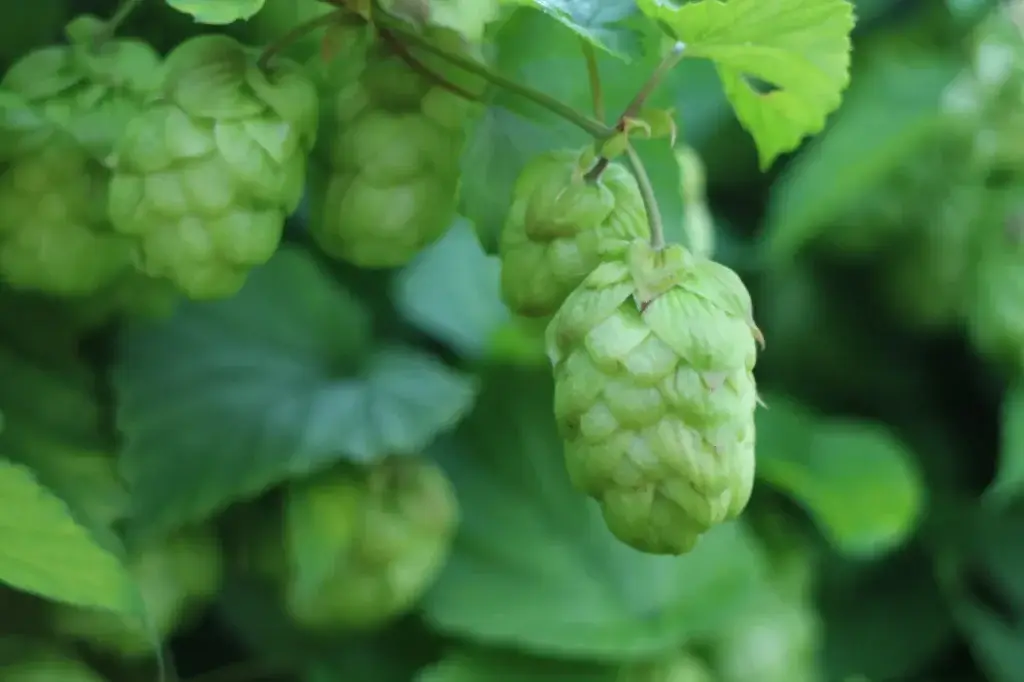 Enkele hopbellen van de hop uit mijn tuin.