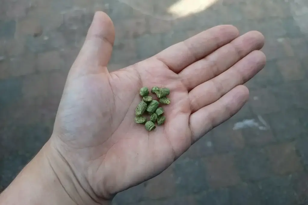 Een hand met wat hoppellets. Onbekend welke van de vele hopsoorten dit is