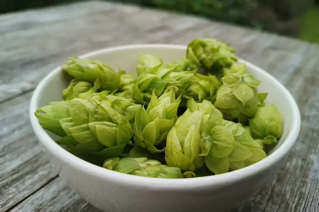 Enkele hopbellen voor het drogen van de hop.