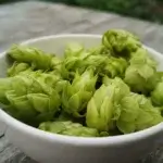 Enkele hopbellen voor het drogen van de hop.