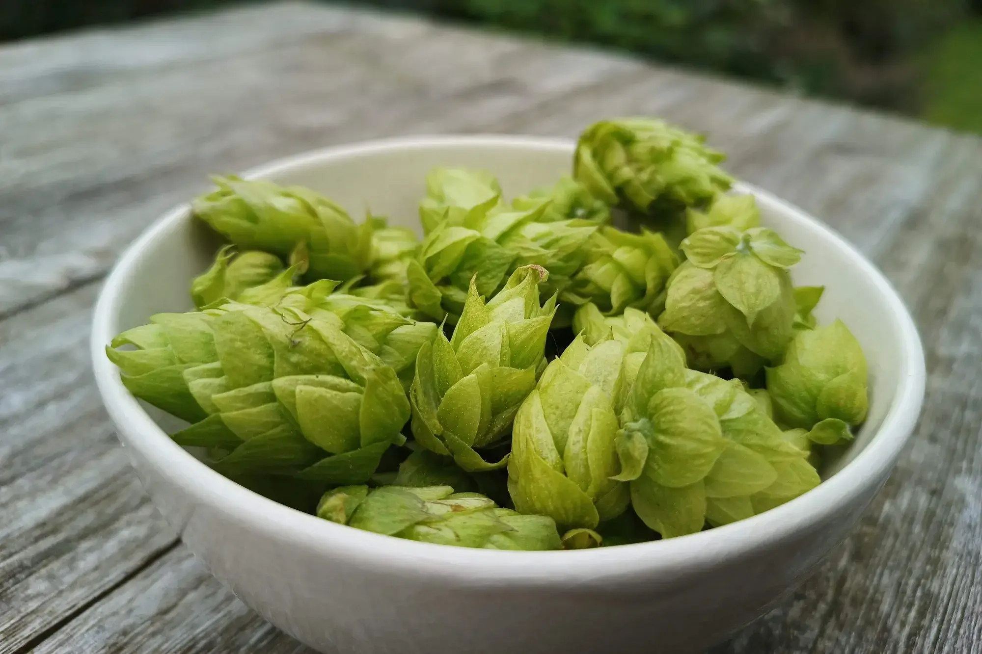 Enkele hopbellen voor het drogen van de hop.